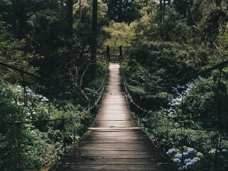 A wooden bridge extends through a dense forest, lined with lush greenery, leading into the distance under a canopy of tall trees.